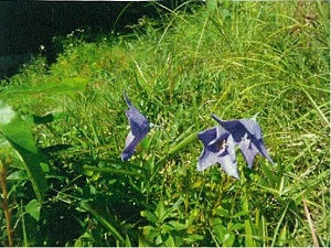 写真:キキョウ