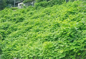 写真：葛のつる