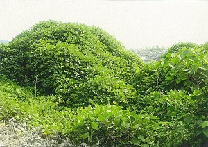 写真：多種のつる