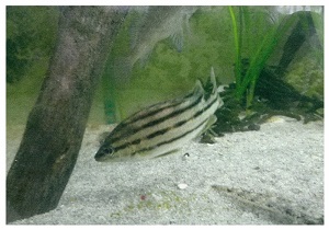 写真：汽水域の魚の調査