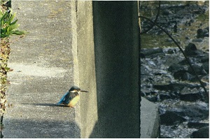 写真:カワセミ