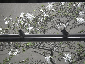 写真：2羽のエナガ