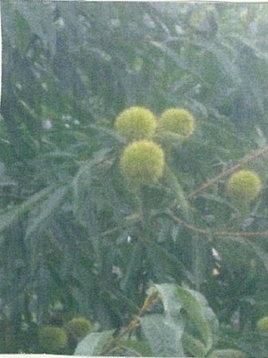写真:栗の実、萩の花1