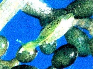 写真：タマノミドリガイ