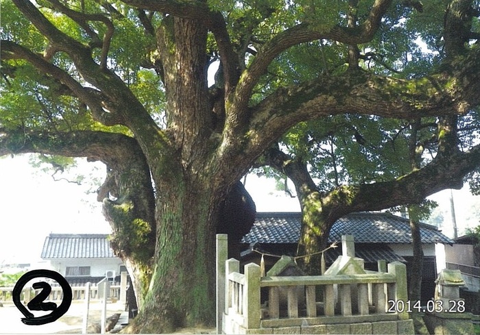 写真:荒神のくすのき