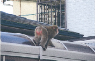 写真：猿