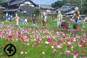 写真:コスモス畑の案山子
