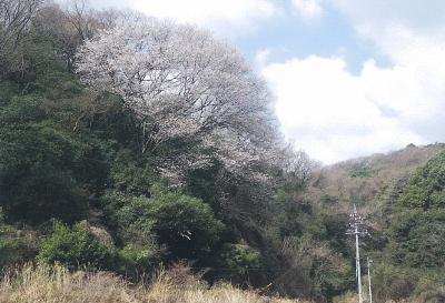写真:尾原の大桜