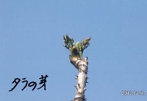 写真：タラの芽