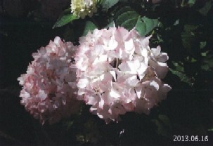 写真：アジサイ2