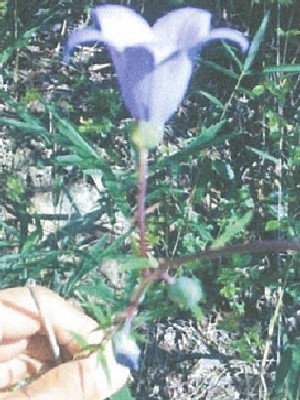 写真：桔梗の花2