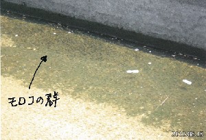 写真：モロコの群れ