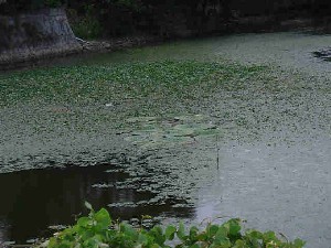 写真：新池のオニバス