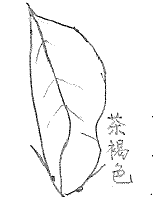 イラスト:蛾