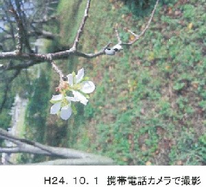 写真：サクラ