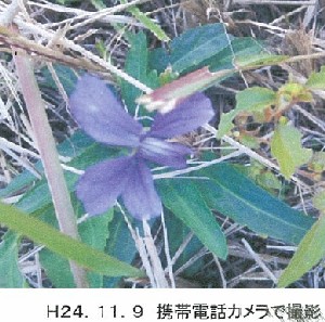 写真：スミレ