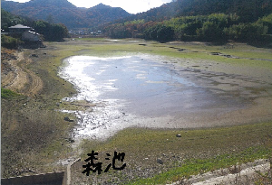 写真：森池