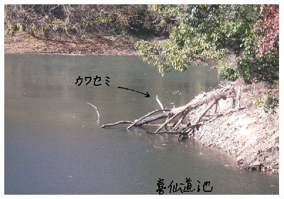 写真：喜仙道池2