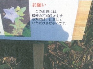 写真：桔梗の花1