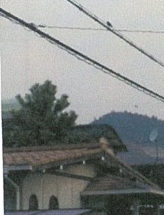 写真：つばめ