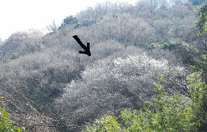 写真：桜5