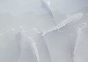 写真：コイ1