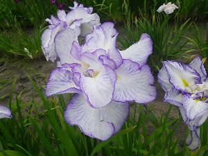 写真：花菖蒲2