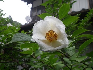 写真：花菖蒲3