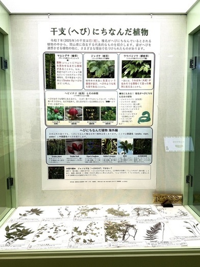 写真：干支（へび）にちなんだ植物