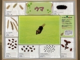 自然素材を使った手作り作品3