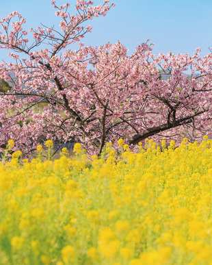 菜の花イエローと河津桜の写真