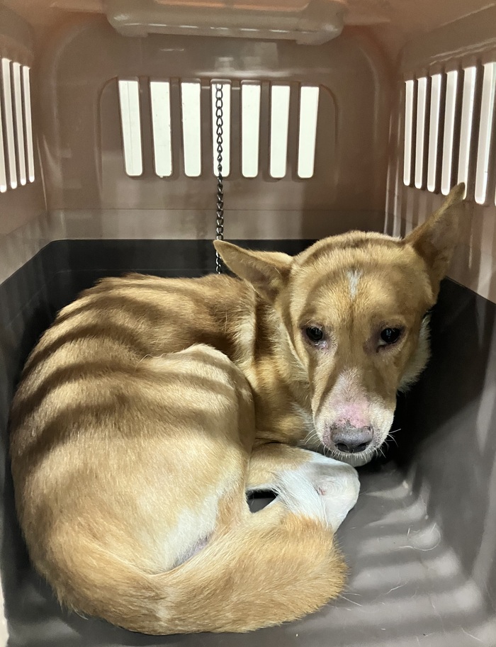 写真：保護犬